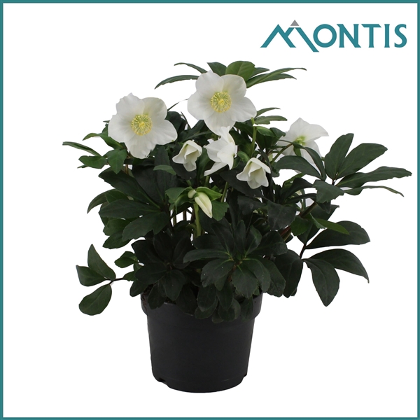 <h4>Helleborus Christmas Carol 17 cm Extra Large</h4>