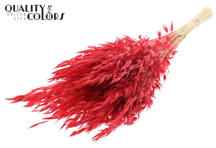 Avena Wild per bunch Red