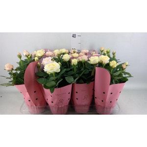 Rosa  'Infinity'   ...mix