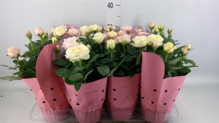 <h4>Rosa 'Infinity' ...mix</h4>