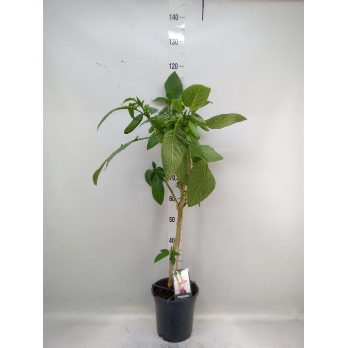 <h4>Brugmansia   ...</h4>