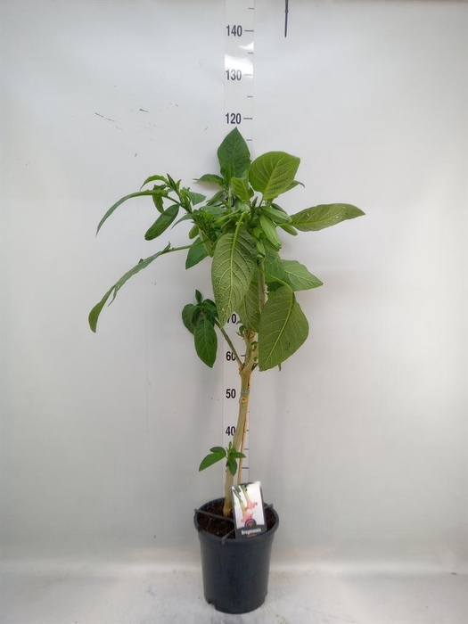 <h4>Brugmansia   ...</h4>