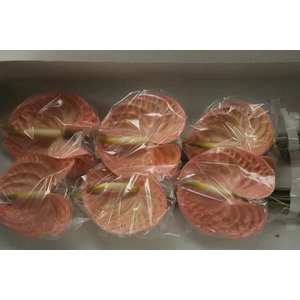 Anth A Evita Pink X 12