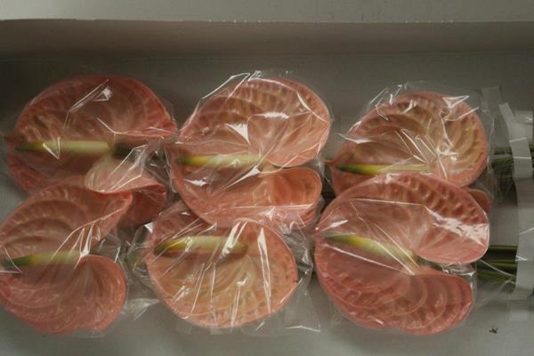 <h4>Anth A Evita Pink X 12</h4>