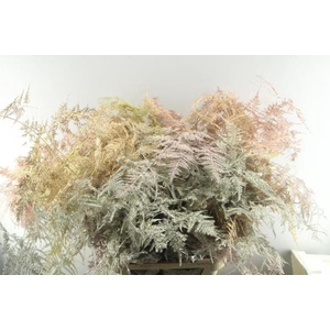 Asp Lang Getopt (metalic Mix)