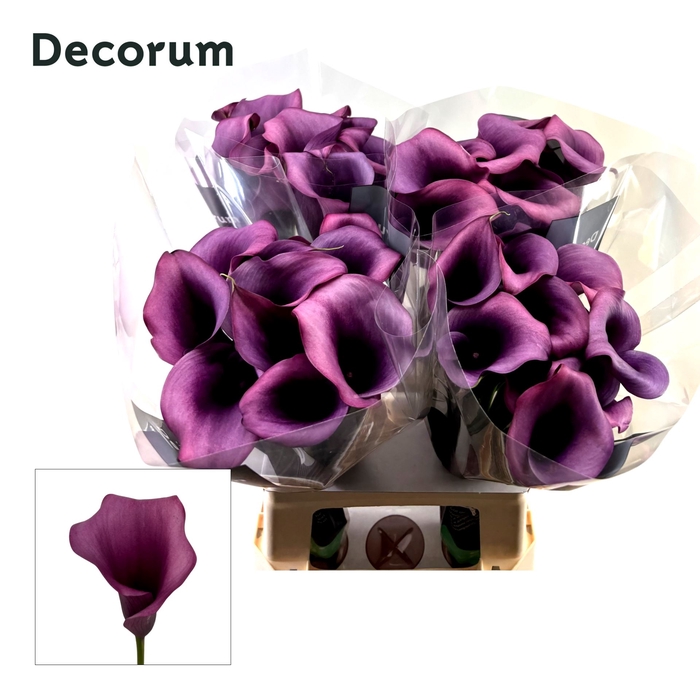 <h4>Calla Durban</h4>