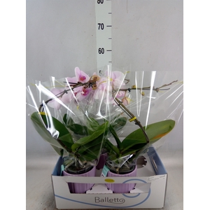 Phalaenopsis   ...rose