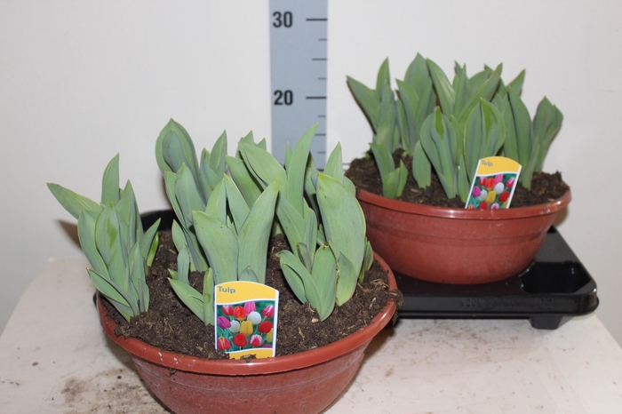 <h4>TUL GEM IN POT</h4>