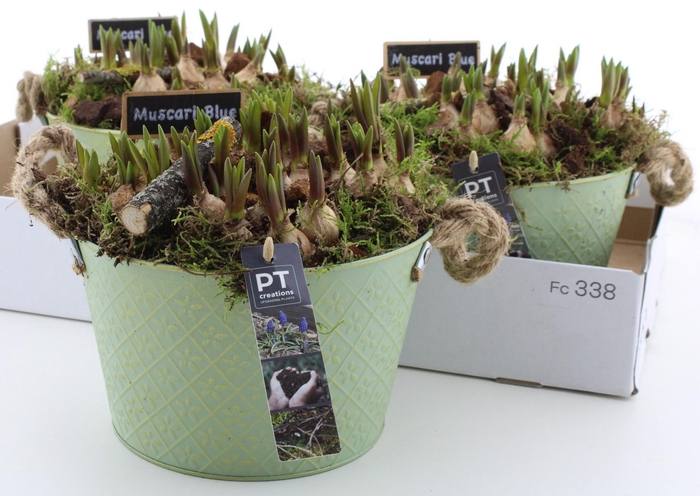 <h4>ARR MUSCARI</h4>