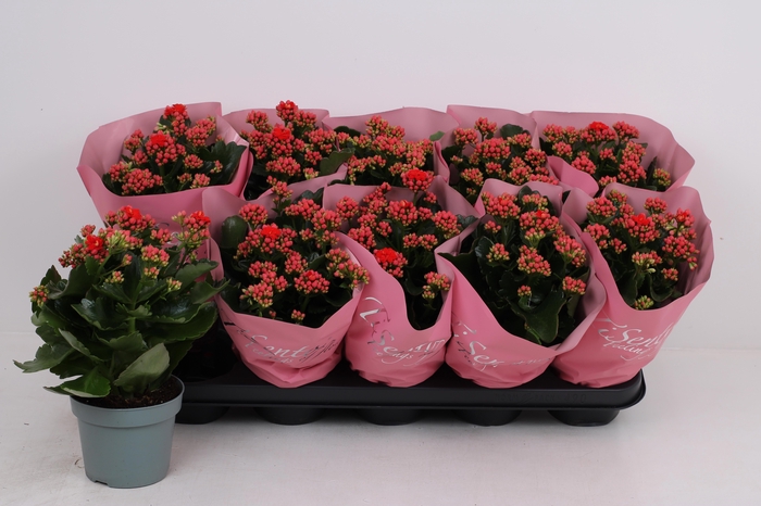 <h4>KAL GE PERFECTA RED</h4>