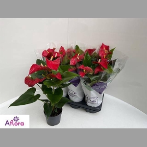 ANTHU AN BAMBINO RED