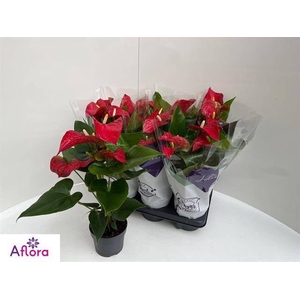 ANTHU AN BAMBINO RED