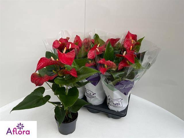 <h4>ANTHU AN BAMBINO RED</h4>