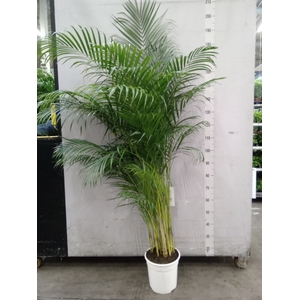 Dypsis lutescens   ...Chrysalidoca