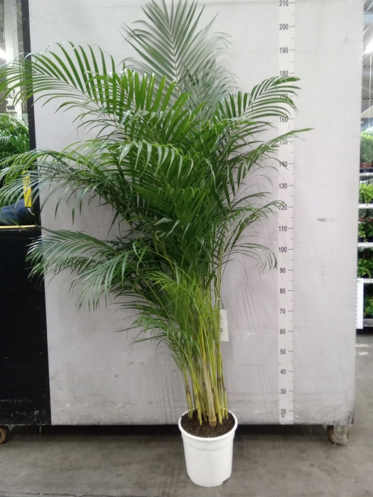 <h4>Dypsis lutescens   ...Chrysalidoca</h4>