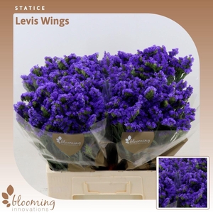 Statice Levis Wings