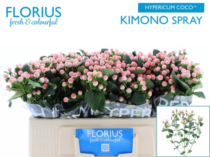 <h4>Hyp Coco Kimono</h4>