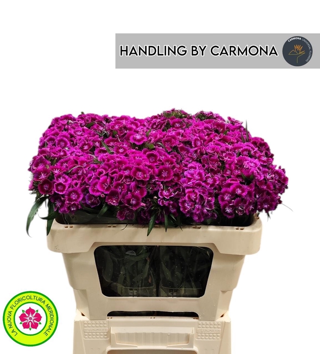 <h4>DI BARB JOLLY BRE</h4>