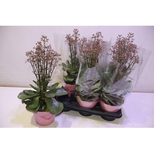 arr8 Kal Wf Surpr Canyon