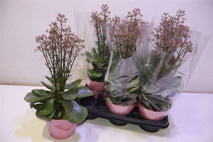 <h4>arr8 Kal Wf Surpr Canyon</h4>