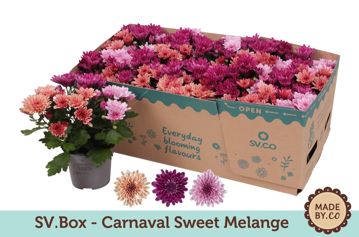 <h4>Chrysant Carnaval Sweet Melange in SV.Box</h4>