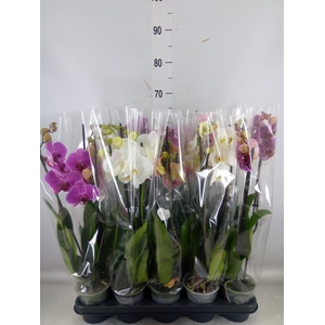 Phalaenopsis   ...mix  5