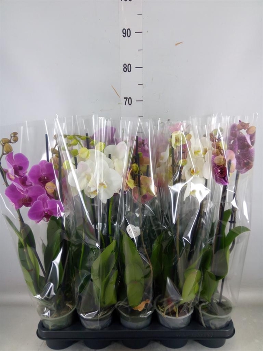 <h4>Phalaenopsis   ...mix  5</h4>