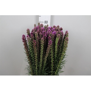 Liatris Spicata