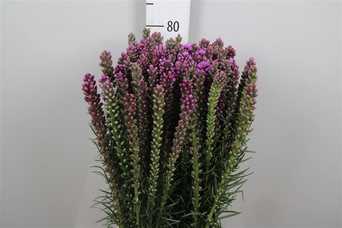 <h4>Liatris Spicata</h4>