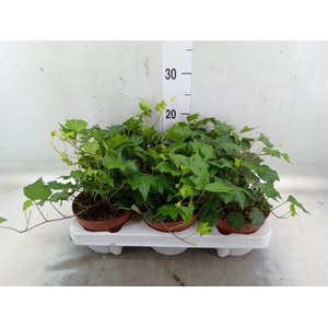 Hedera helix 'Green Ripple'