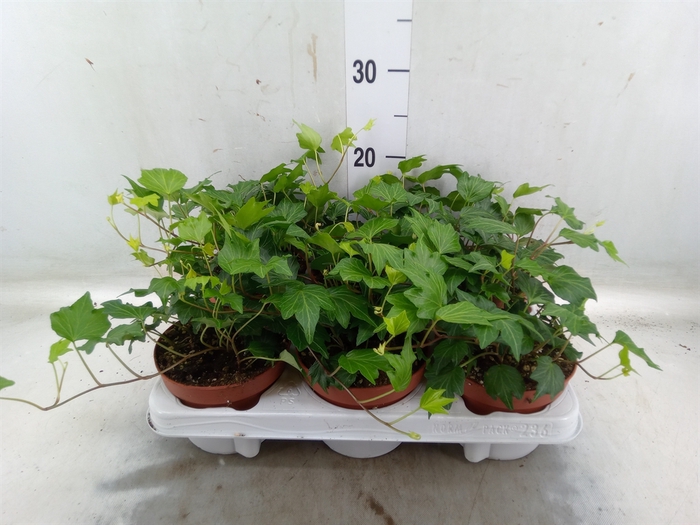 <h4>Hedera helix 'Green Ripple'</h4>