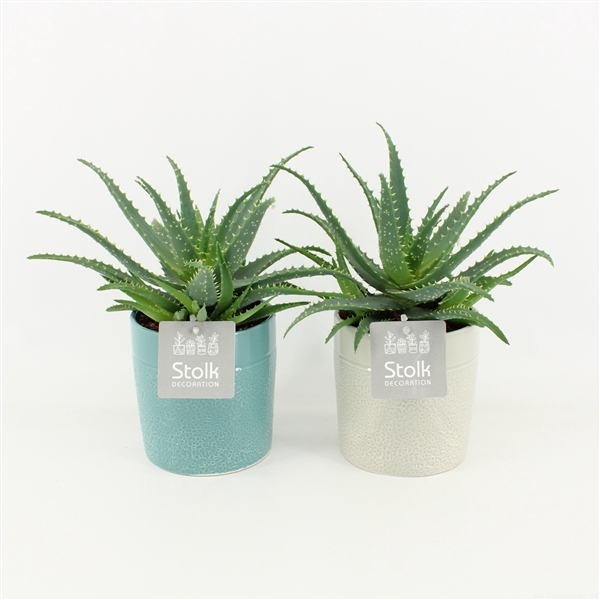 <h4>Aloe Arborescens in Tess Keramiek</h4>