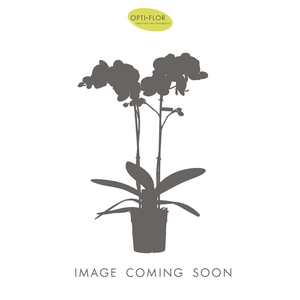 PHAL OPTI FUNDA 2 SPIKE MIXTROLLEY