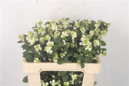 <h4>Sympho Mag Avalanche White</h4>