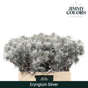 Eryngium (distel) L60 Zilver + Glitter