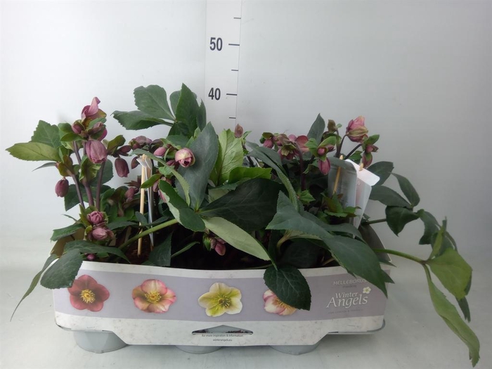 <h4>Helleborus ori.</h4>