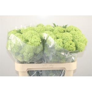 Viburnum Roseum St 4+