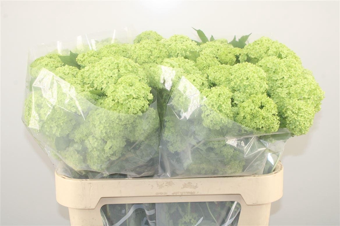 <h4>Viburnum Roseum St 4+</h4>