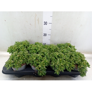 Delosperma echinatum