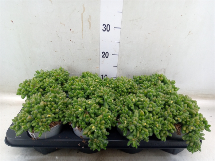 <h4>Delosperma echinatum</h4>