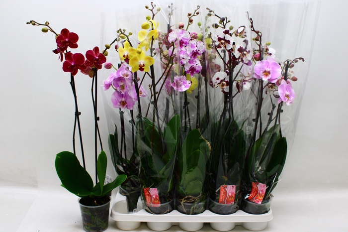 <h4>PHAL GEM 7 KL</h4>