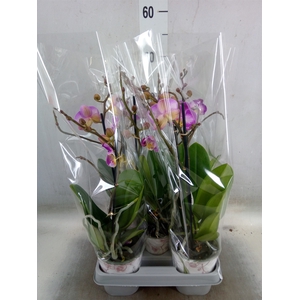 Phalaenopsis  'Sunca Pula'