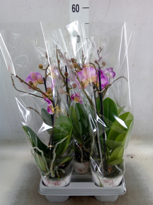 <h4>Phalaenopsis  'Sunca Pula'</h4>