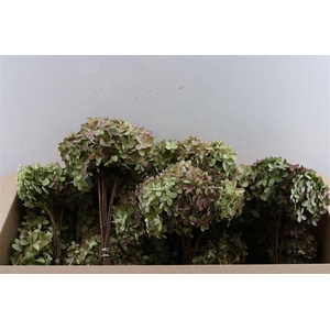 Dried Hydrangea Pani Mag Canle Bunch
