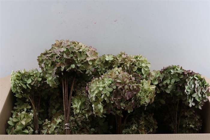 <h4>Dried Hydrangea Pani Mag Candle Bunch</h4>