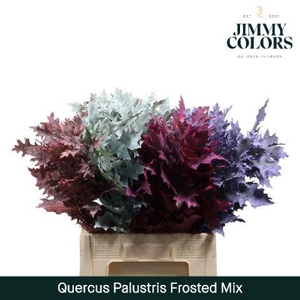 Quercus Palustris L60 Frosted mix
