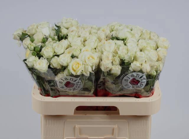 <h4>R TR MUTHONI</h4>