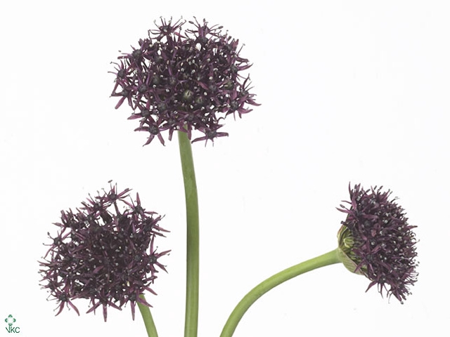Allium Atropurpureum Zwart