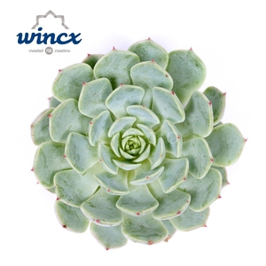 Echeveria Derenbergii Blue Cutflower