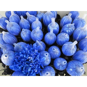 Chr G Antonov Blauw